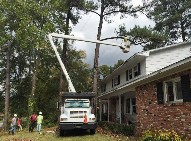 How Our Tree Care Process Works  in  Barnesville, GA